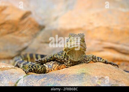 Australian water dragon, Physignathus lesueurii, lizard from Australia. Reptile in rock habitat, face portrait. Animal sitting on the stone. Wildlife Stock Photo