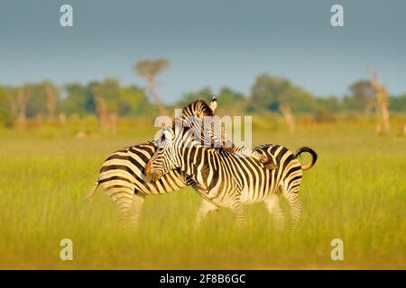 Zebras playing in the savannah. Two zebras in the green grass, wet season, Okavango delta, Moremi, Botswana Stock Photo