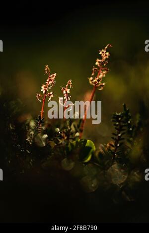 Listera cordata, Lesser Twayblade, red flowering European terrestrial wild orchid in nature habitat with green background, Jeseniky, Czech Republic, E Stock Photo