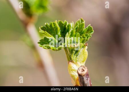 Gooseberry branch with young green leaves in garden, close up. Stalk blooming, spring buds on stalk and bushes, Ukraine Stock Photo