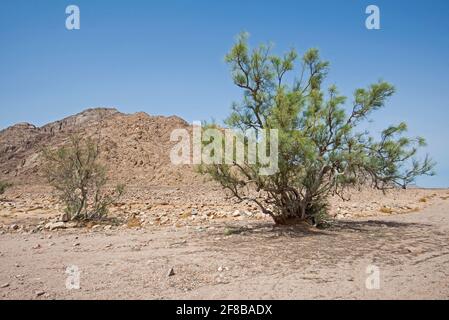 Landscape scenic view of desolate barren eastern desert in Egypt with lone acacia tree and mountains Stock Photo