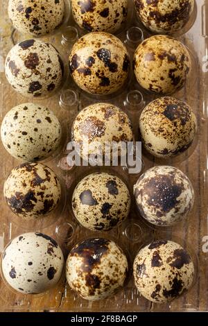 Aerial view of quail eggs in transparent plastic egg cup, selective focus, on wooden table, vertical Stock Photo