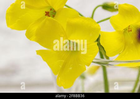 Wild yellow flowers close-up macro. Small yellow flowers in a vase. Stock Photo