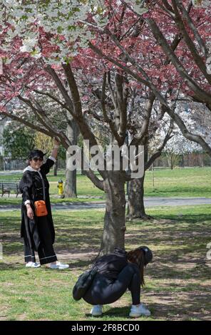 2 Asian American women take photos & selfies amongst the spring Apple & Cherry Blossoms in Flushing Meadows Corona Park in Queens New York City. Stock Photo