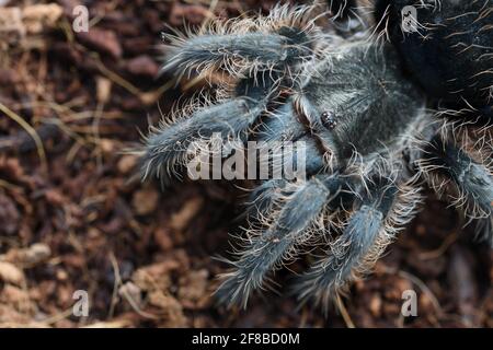 Closeup big spider tarantula (Brachypelma Albopilosum) often kept as a pet. Stock Photo