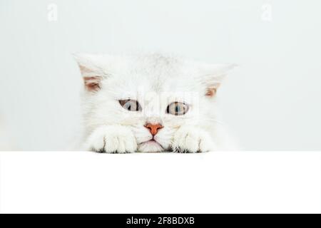 Sad white British kitten peeking over a white banner. Isolated on white. Copy space. Stock Photo