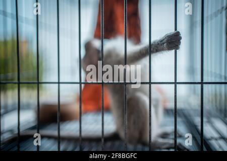violence and animal abuse to scared monkey in cage Stock Photo