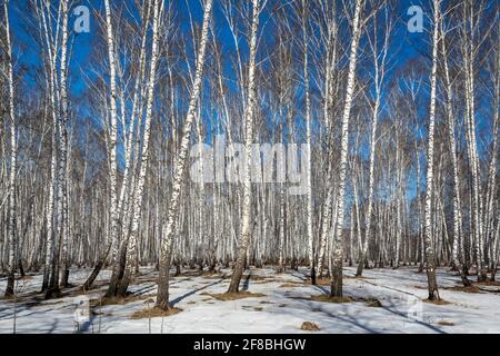 Birch grove on a Sunny day in early spring in Siberia, Kemerovo region-Kuzbass Stock Photo
