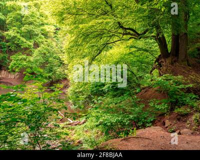 The collapsing slope reveals the massive roots of the trees over a small forest lake Stock Photo