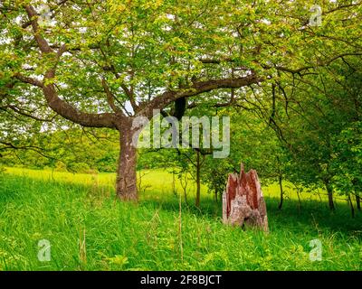 Old dry tree stump in tall grass, near wild cherry tree Stock Photo