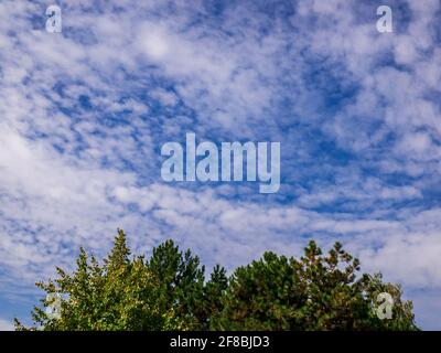 Small clouds on the blue sky over the top of the trees Stock Photo
