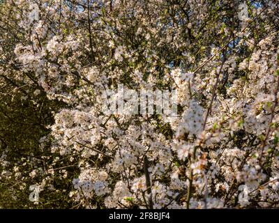 Dense flowering white flowers on young wild cherry (Prunus avium) Stock Photo