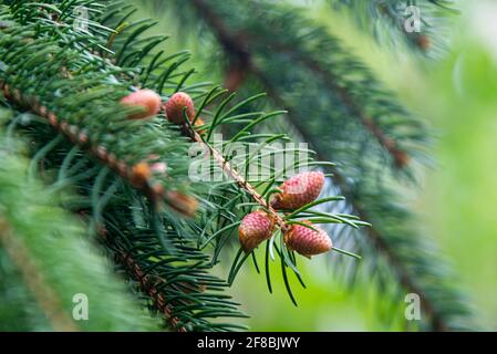 Small, young cones on a conifer Stock Photo