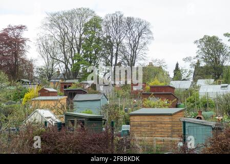 Edinburgh in Scotland: the very British institution of allotments in the suburbs Stock Photo