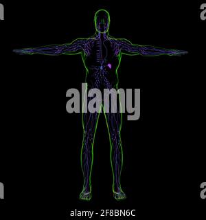 Human lymph nodes anatomy for medical concept 3D illustration Stock ...