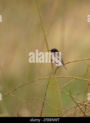 Stonechat In Flight European Stonechat (Saxicola torquata) flying up to catch flies insect ...