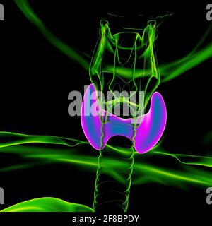 Thyroid Gland Anatomy For Medical Concept 3D Illustration Stock Photo