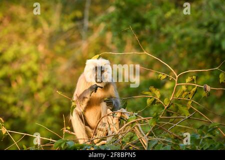 Tarai gray langur or northern plains gray langur or Semnopithecus hector in natural green background with funny expression at jim corbett national Stock Photo