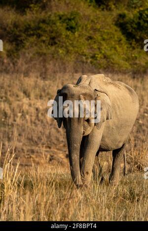 wild asian elephant or tusker walking head on in beautiful winter morning light at dhikala zone of jim corbett national park uttarakhand india Stock Photo