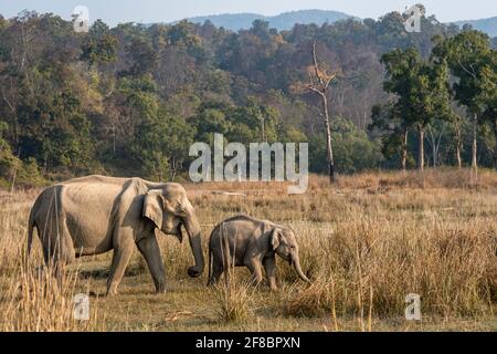 wild asian elephant mother with her calf walking together in pattern in beautiful scenic landscape background at dhikala zone of jim corbett national Stock Photo