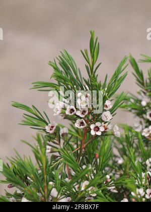 Potted plant Snow Flake. Blooming Chamelaucium Uncinatum. Chamelaucium uncinatum or waxflower. Stock Photo