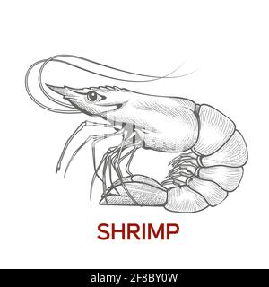 Large shrimp sketch, hand drawn prawn in engraved graphic style for fish menu restaurants and for packaging, vector Stock Vector