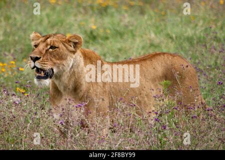 Closeup portrait of wild lion (Panthera leo) hunting in Ngorongoro Crater, Tanzania. Stock Photo