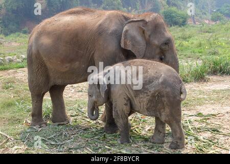Mother and baby calf Asian elephant in Chiang Mai, Thailand Stock Photo