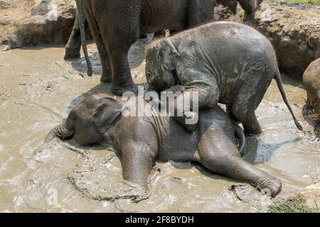 Two Asian elephant calfs or babies playing in the mud, Chiang Mai, Thailand Stock Photo