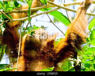 Closeup of cute juvenile Orangutan (Pongo pygmaeus abelii) swinging in trees in Bukit Lawang, Sumatra. Stock Photo