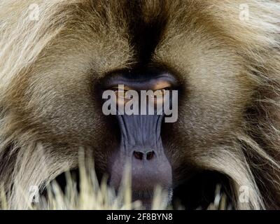 Full face closeup portrait of Gelada Monkey (Theropithecus gelada)  feeding on grass in Semien Mountains Ethiopia Stock Photo