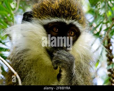 Closeup portrait of a contemplative Vervet Monkey (Chlorocebus pygerythrus) in Lake Hawassa, Ethiopia. Stock Photo
