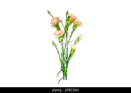 bouquet of pink carnation flower isolated on white background Top view Flat lay Holiday card 8 March, Happy Valentine's day, Mother's, Memorial, Teach Stock Photo