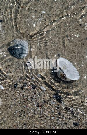 shells of mussels on the seashore, Stock Photo