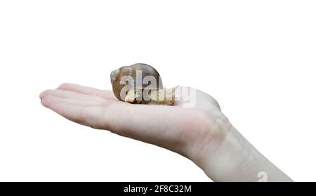 Female hand holding big snail Stock Photo