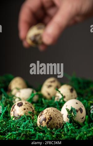 Close-up of quail eggs on green grass, hand holding an egg, selective focus, black background, vertical Stock Photo