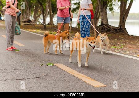 Group of womans walking with her dog breed inu in the park. Stock Photo