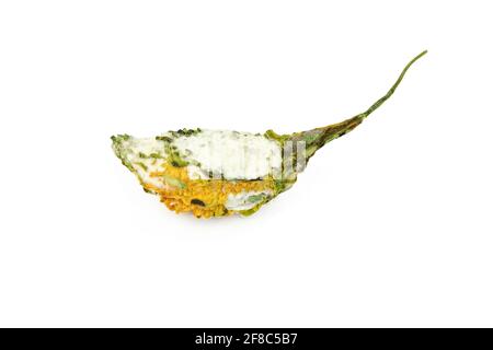 rotten bitter gourd isolated on white background with clipping path Stock Photo
