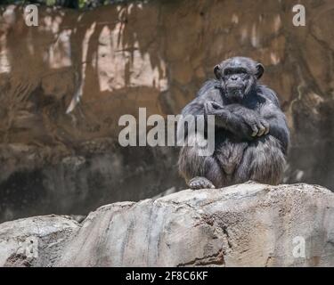 Los Angeles, CA, USA: March 31, 2021: A portrait of a Chimpanzee at the LA Zoo’s Mahale Mountains exhibit in Los Angeles, CA. Stock Photo