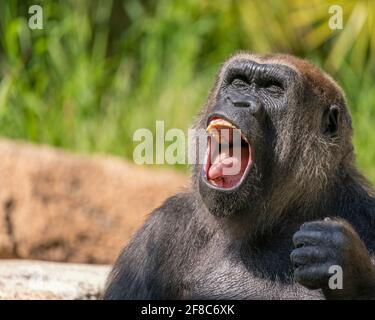 Los Angeles, CA, USA: March 31, 2021: A portrait of a Western Lowland Gorilla at the LA Zoo in Los Angeles, CA.