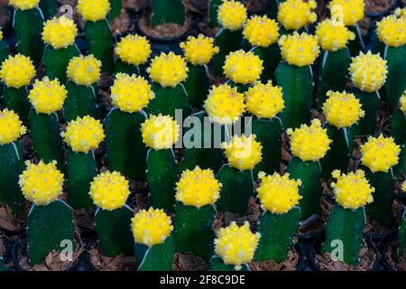 Top view of Moon Cactus or Gymnocalycium mihanovichii, Ruby Ball, Hibotan Cacti, Yellow Cap, Yellow Hibotan, is a species of cactus from the Cactaceae Stock Photo