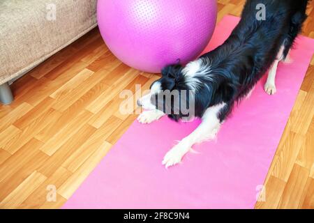 Funny dog border collie practicing yoga lesson indoor. Puppy doing yoga asana pose on pink yoga mat at home. Calmness and relax concept. Working out g Stock Photo