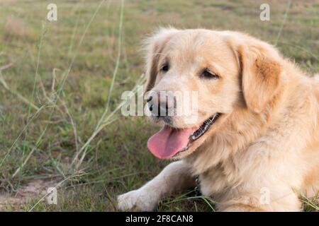 Closeup portrait of Golden retriever dog lying on the lawn Stock Photo