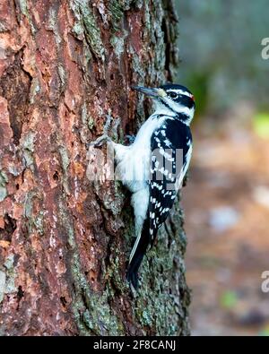 Woodpecker at Work - A male hairy woodpecker clinging to a large tree trunk, with a small piece of the bark hanging from its long beak Stock Photo