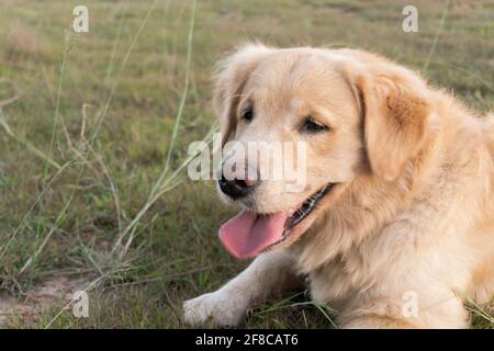 Closeup portrait of Golden retriever dog lying on the lawn Stock Photo