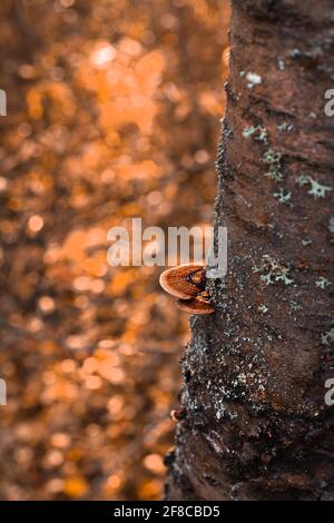 lichen mushroom on the tree. Chaga mushroom on old birch trunk close up. Red parasite mushroom growth on tree. Bokeh background. Stock Photo
