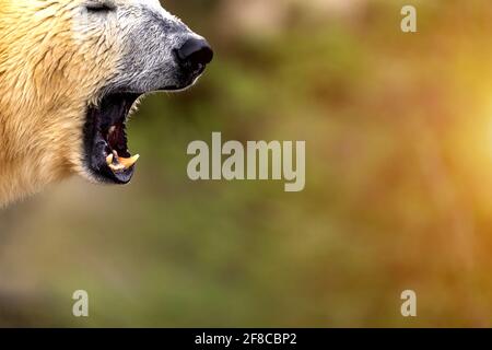 roaring polar bear profile