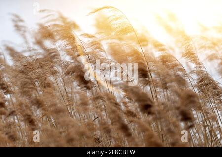 Reed grass in bloom, scientific name Phragmites australis, deliberately blurred, gently swaying in the wind on the shore of a pond, Wind Stock Photo