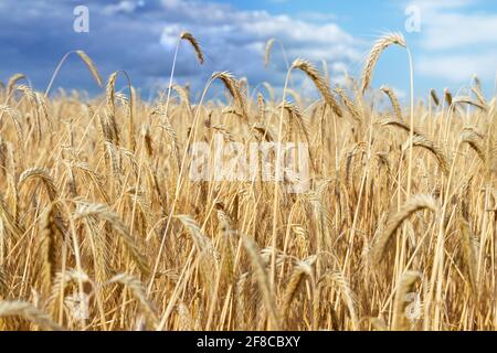 Scenic dramatic landscape of ripe golden organic wheat stalk field against dark stormy rainy overcast cloudy sky. Cereal crop harvest growth