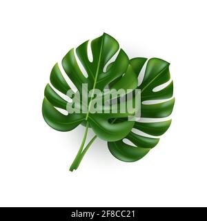 Monstera leaves isolated on white. Stock Vector